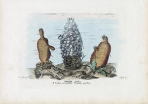 Sea Squirts by Raimundo Petraroja
